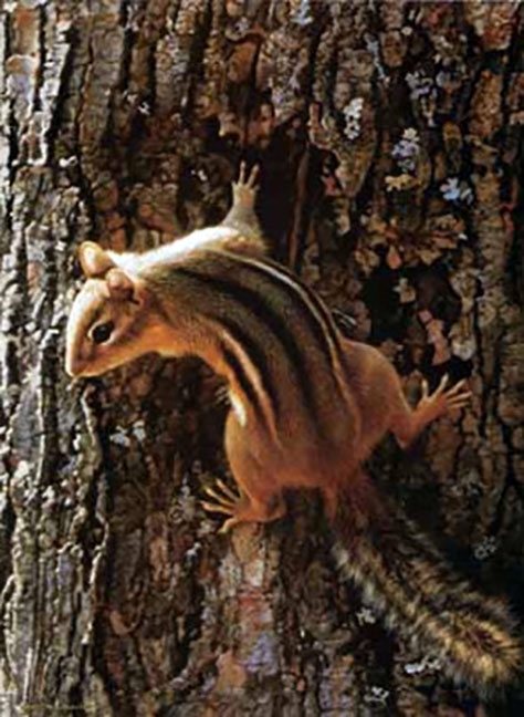 Carl Brenders - Narrow Escape – Chipmunk - Limited Edition Lithograph