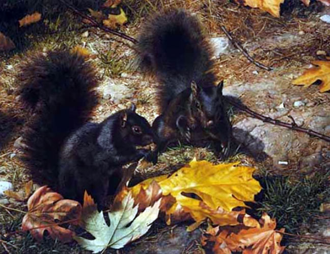 Carl Brenders - Northern Cousins – Black Squirrels - Limited Edition Lithograph