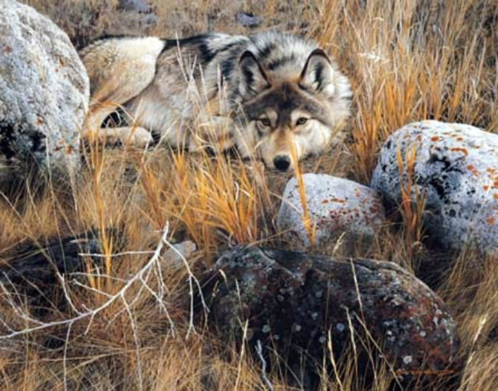 Carl Brenders - One to One – Gray Wolf - Limited Edition Lithograph