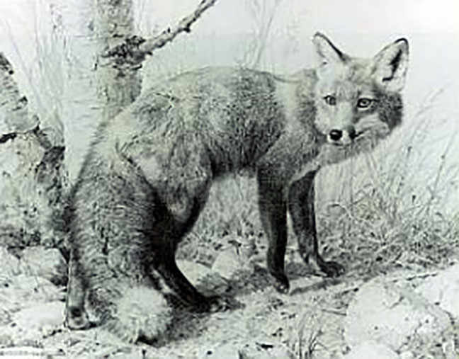 Carl Brenders - Red Fox Study Pencil - Limited Edition Lithograph