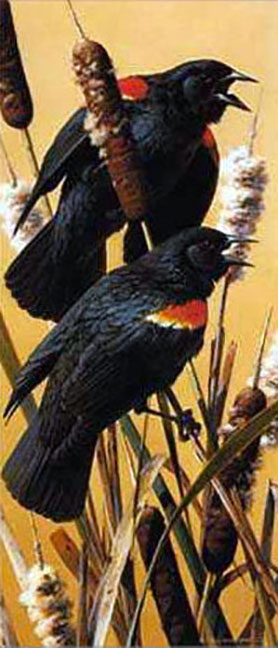 Carl Brenders - Redwing Blackbirds - Limited Edition Lithograph