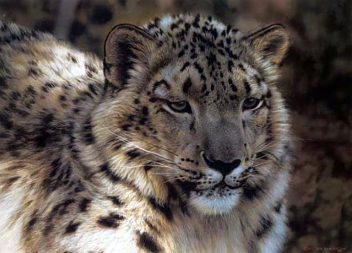 Carl Brenders - Snow Leopard Portait - Limited Edition Lithograph