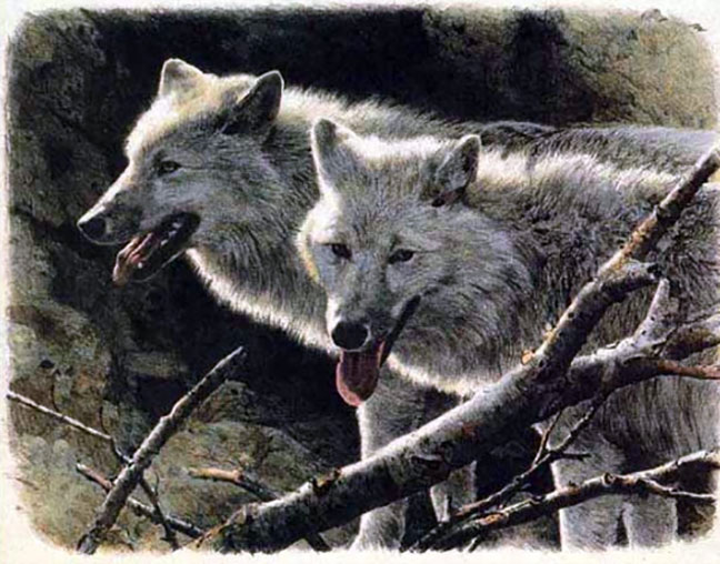 Carl Brenders - White Wolves - Limited Edition Lithograph