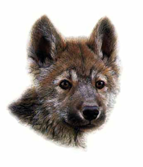 Carl Brenders - Wolf Scout 1 - Limited Edition Lithograph