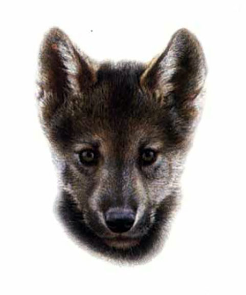 Carl Brenders - Wolf Scout 2 - Limited Edition Lithograph