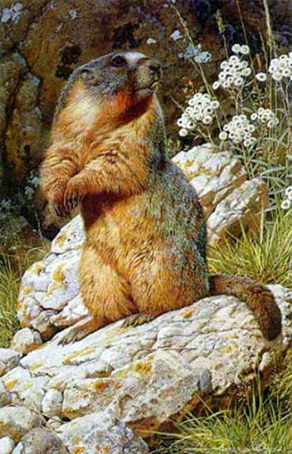 Carl Brenders - Yellow-Bellied Marmot - Limited Edition Lithograph