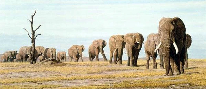 Simon Combes - Last of the Elephants - Limited Edition Giclee on Canvas