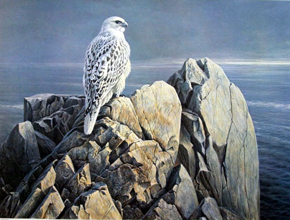 Robert Bateman - Evening Light and White Gyrfalcon - Limited Edition Lithograph