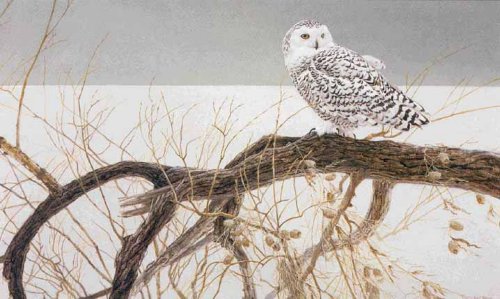 Robert Bateman - Fallen Willow Snowy Owl - Limited Edition Lithograph