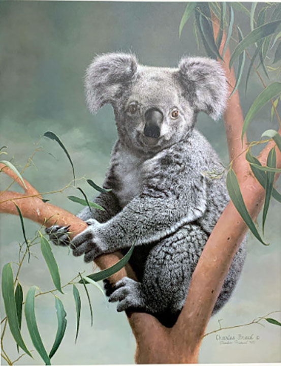 Charles Frace - Koala - Limited Edition Lithograph