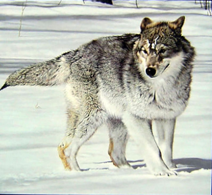 Charles Frace - On Watch - Limited Edition Lithograph