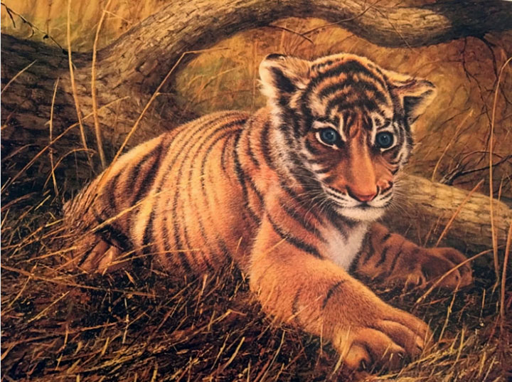 Charles Frace - Tiger Cub - Limited Edition Lithograph