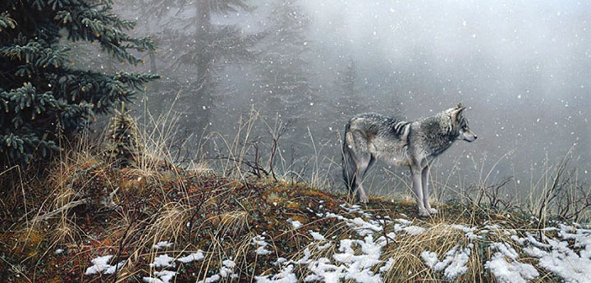 Stephen Lyman - Silent Snows - Wolf - Limited Edition Lithograph