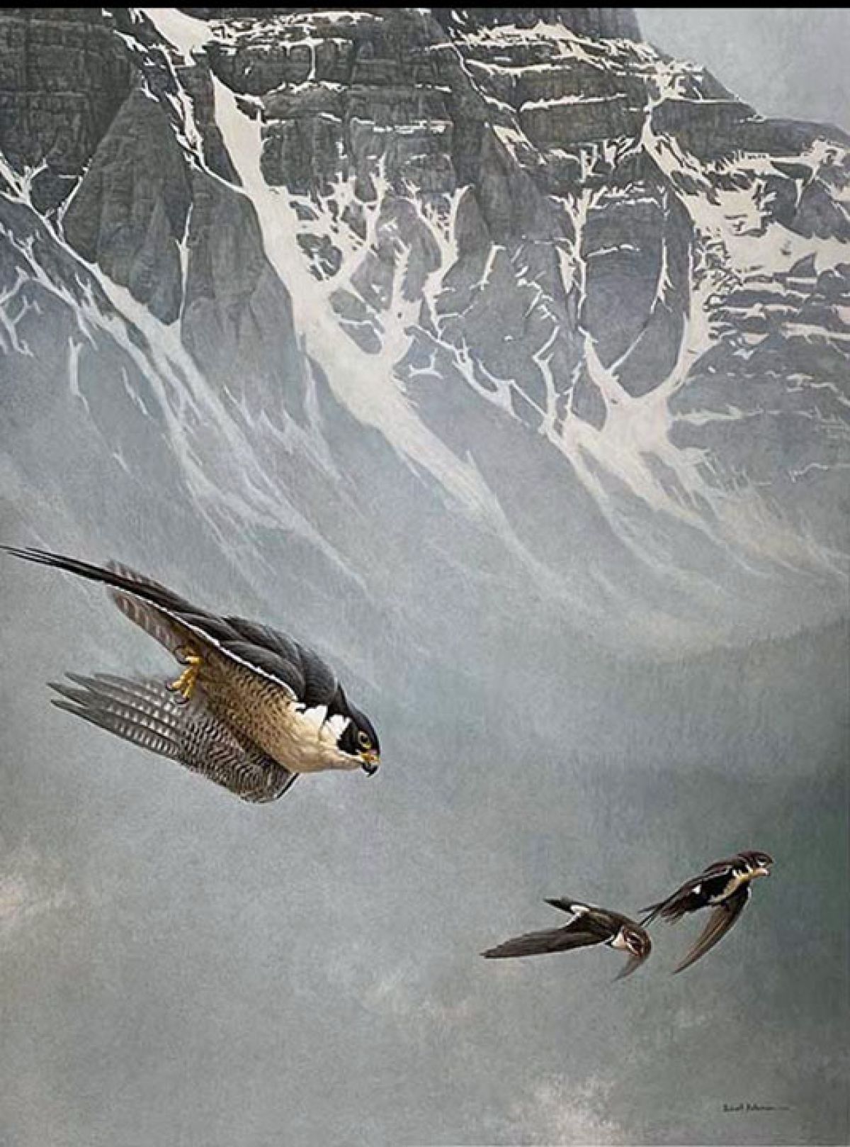 Robert Bateman - Peregrine Falcon and White Throated Swifts - Limited Edition Lithograph