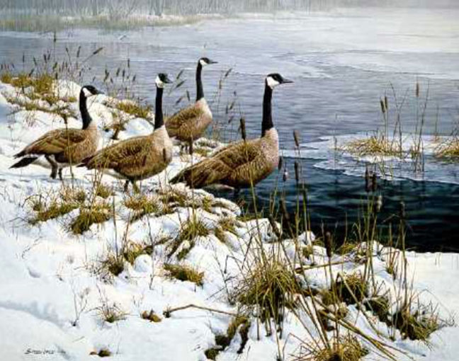 John Seerey-Lester - Among The Cattails - Canada Geese - Limited Edition Lithograph
