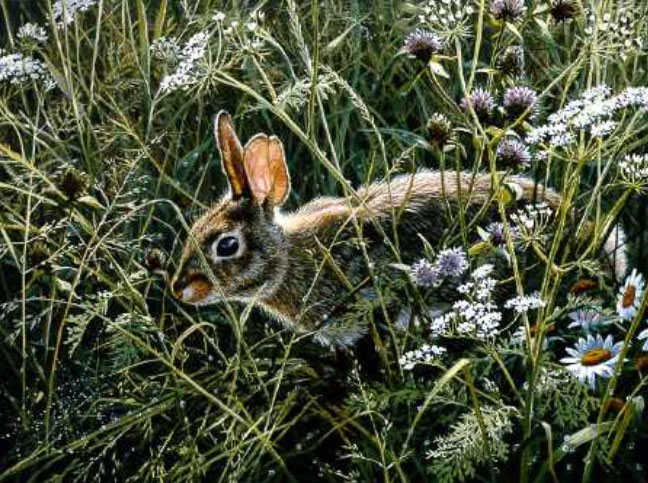 John Seerey-Lester - Awakening Meadow - Cottontail Rabbit - Limited Edition Lithograph