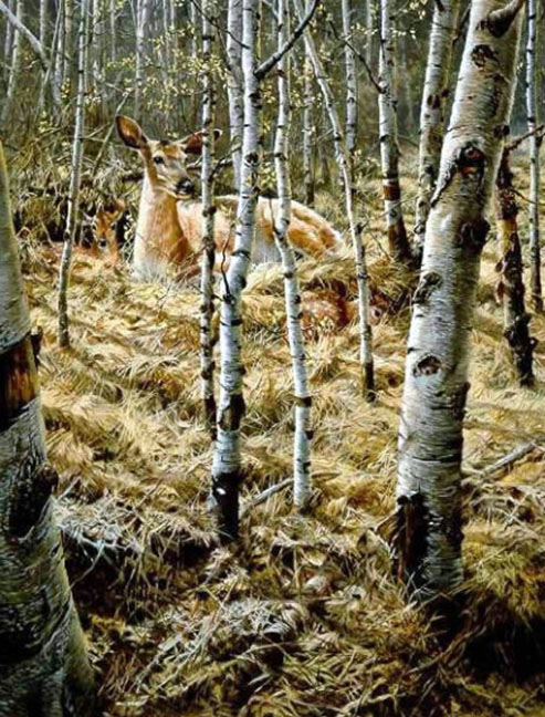 John Seerey-Lester - Whitetail Spring - Limited Edition Lithograph