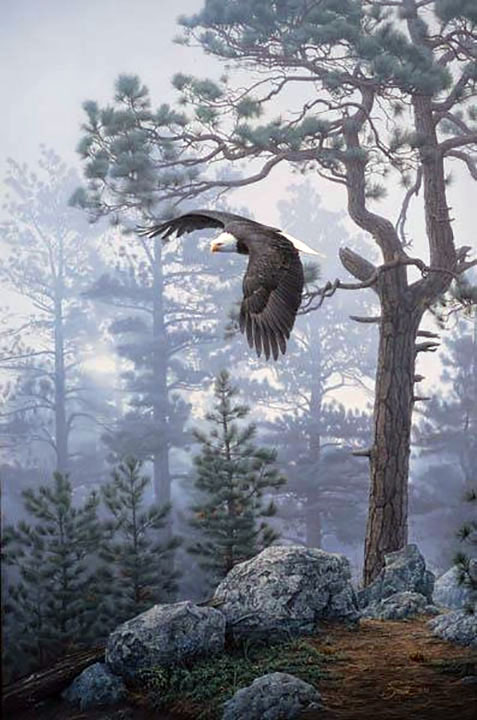 Daniel Smith - Shrouded Forest - Bald Eagle - Limited Edition Clayboard Giclee