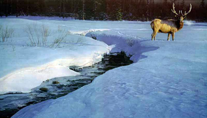 Daniel Smith - Solitary Tracks - Limited Edition Lithograph