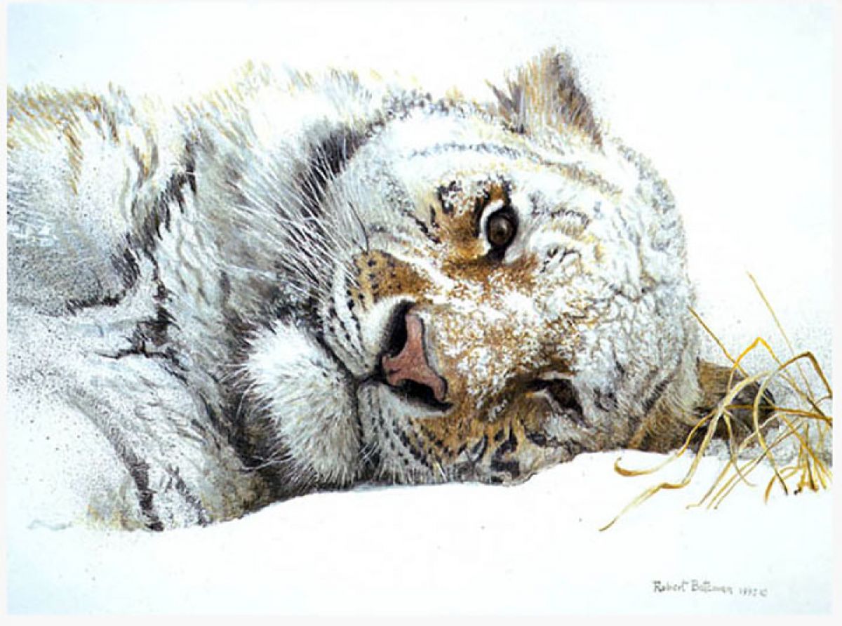 Robert Bateman - Snowy Nap Tiger - Limited Edition Lithograph