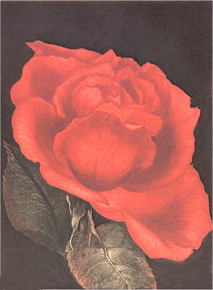 GH Rothe - Spanish Rose - Limited Edition Mezzotint