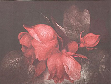 GH Rothe - Sunday Roses - Limited Edition Mezzotint