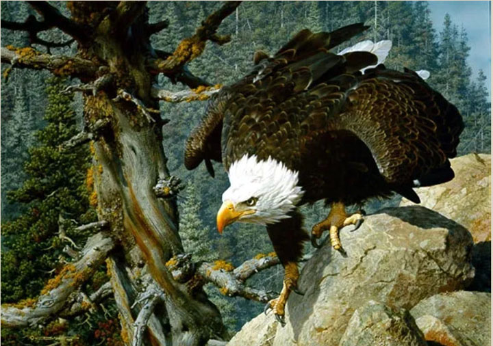 Carl Brenders - The Monarch is Alive - Bald Eagle - Limited Edition Lithograph