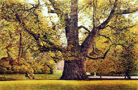 Harold Altman - The Tree 1986 - Limited Edition Lithograph