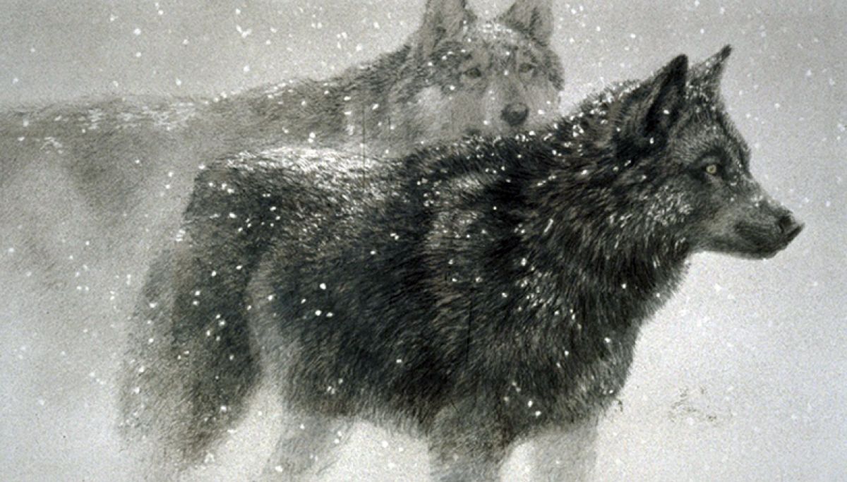 Robert Bateman - Wolf Pair in Winter - Limited Edition Lithograph