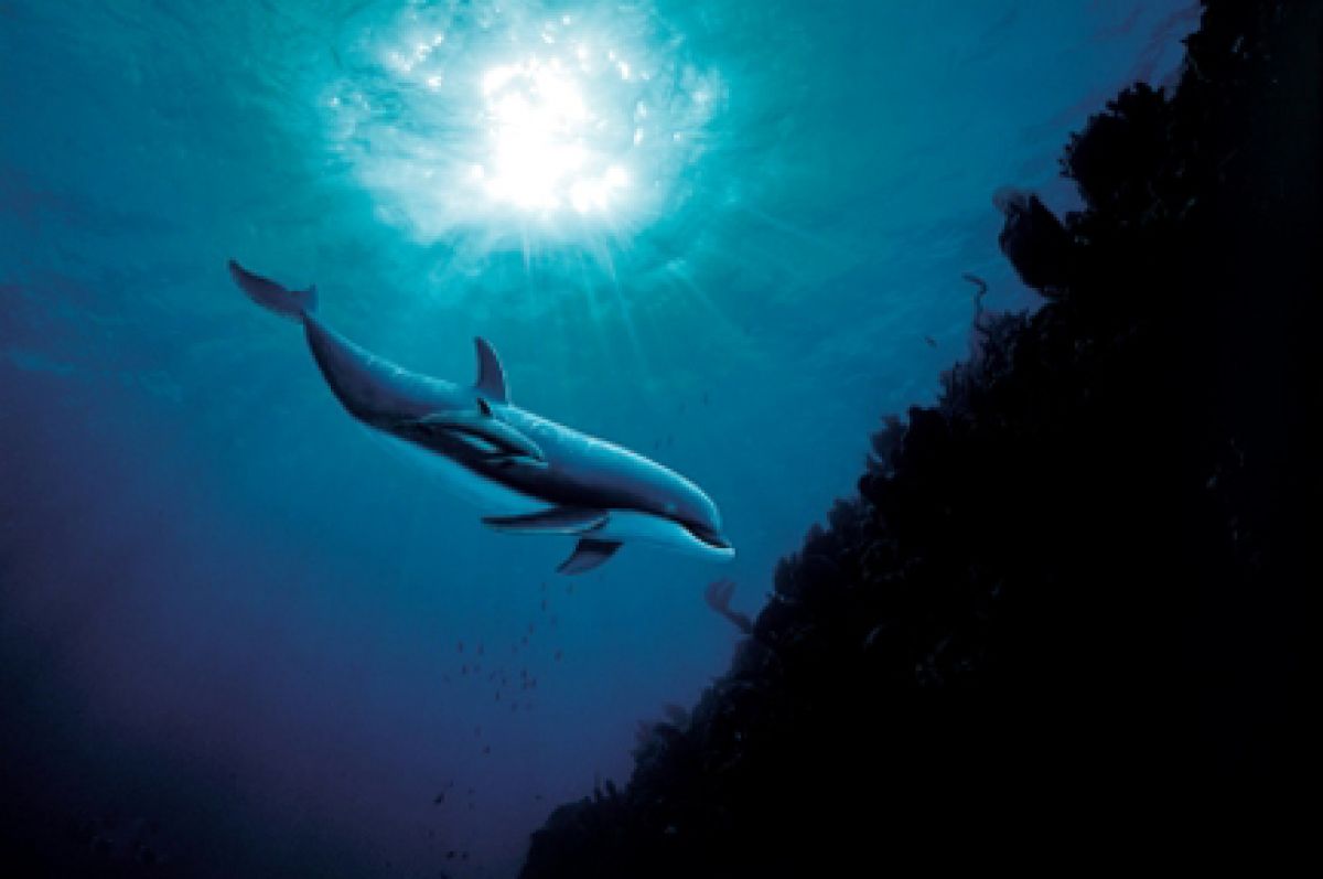 Wyland - Dolphin Vision - Limited Edition Lithograph