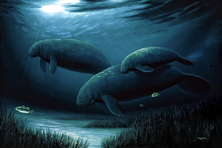 Wyland - Endangered Manatees - Limited Edition Cibachrome