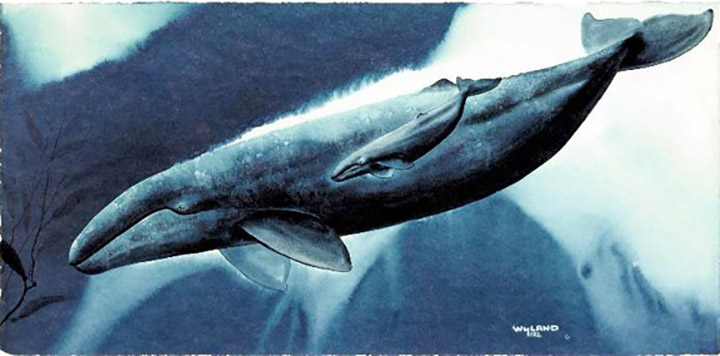 Wyland - Gray Whale Waters - Limited Edition Lithograph