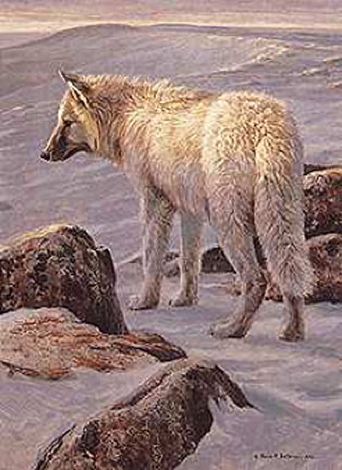 Robert Bateman - Arctic Evening - White Wolf - Limited Edition Lithograph