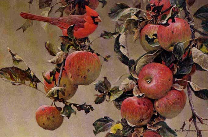 Robert Bateman - Cardinal and Wild Apples - Limited Edition Lithograph