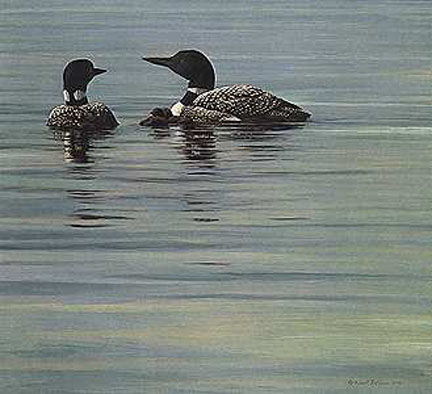 Robert Bateman - Loon Family - Limited Edition Lithograph
