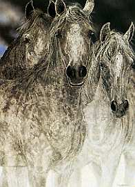 Judy Larson - The Vanishing - Limited Edition Giclee on Canvas