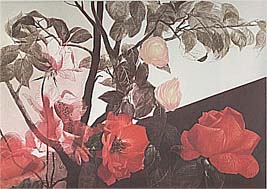 GH Rothe - Growth - Limited Edition Mezzotint