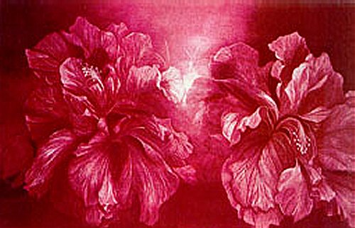 GH Rothe - Hibiscus - Limited Edition Mezzotint