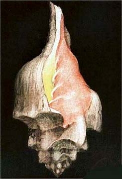 GH Rothe - Left Winding Shell - Limited Edition Mezzotint