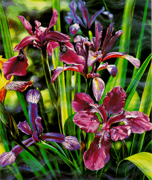 Brett Livingstone Strong - Iris - Limited Edition Serigraph