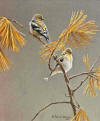 robert bateman american goldfinch