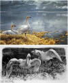 bateman wild horizon tundra swans