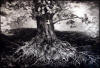 gh rothe oak tree