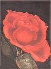 rothe Spanish Rose