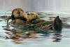 solberg Sea Otters